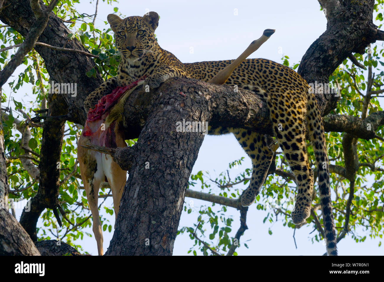 Leopard (Panthera pardus) im Baum mit Beute, Krüger Nationalpark, Südafrika Stockfoto