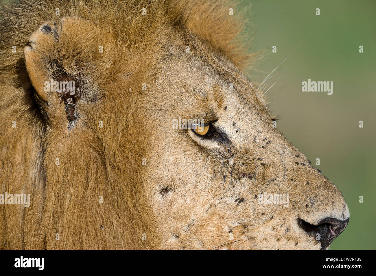 Löwe (Panthera leo) männlich in Fliegen, Masai-Mara Game Reserve, Kenia. Gefährdete Arten. Stockfoto