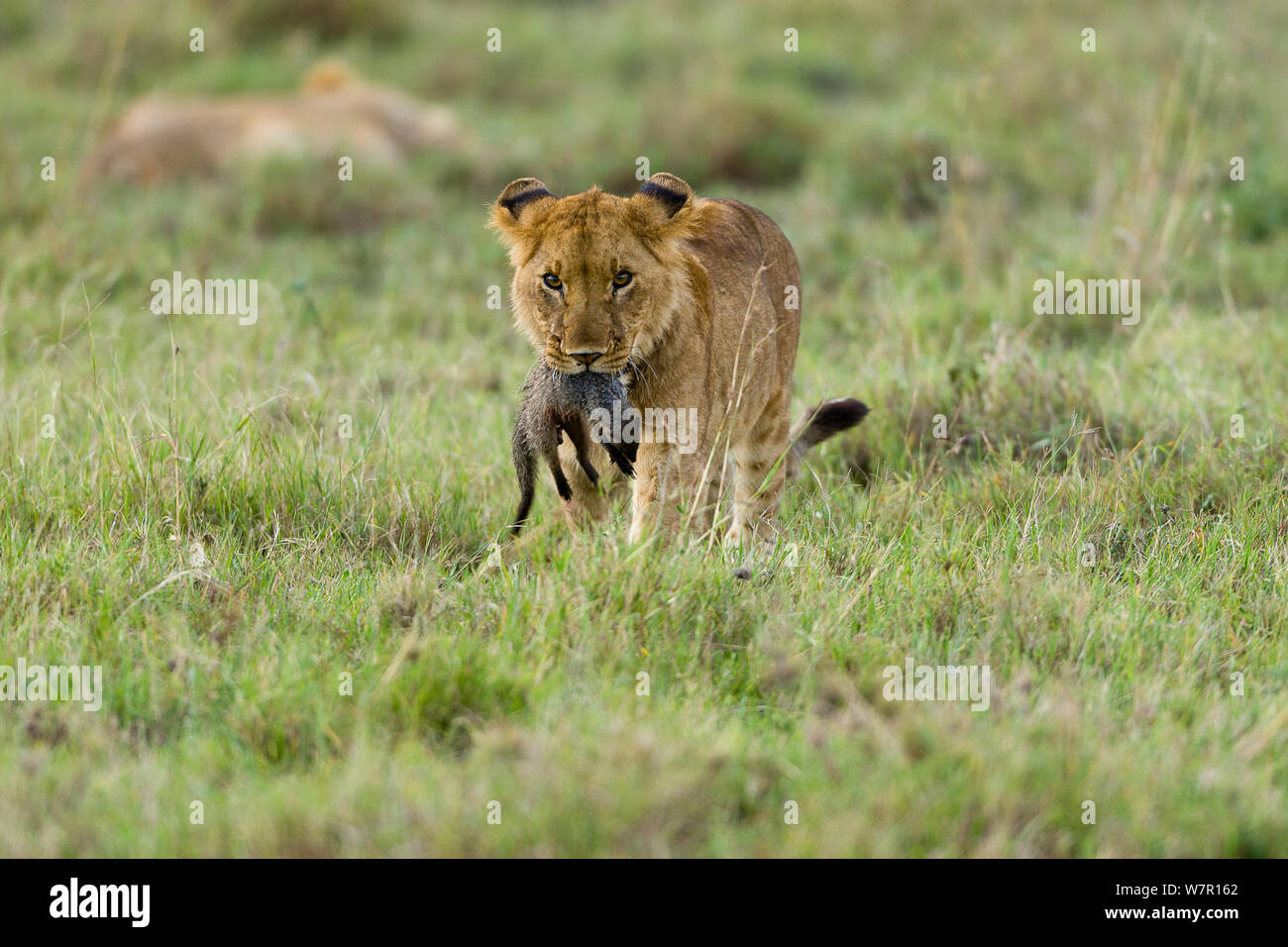 Löwe (Panthera leo) junge männliche Jagd eine Gebänderte mangoose (Mungos mungo), Masai-Mara Game Reserve, Kenia. Gefährdete Arten. Stockfoto