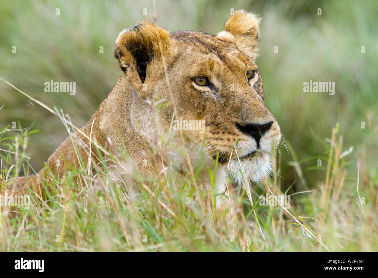 Löwin (Panthera leo) portrait Masai-Mara Game Reserve, Kenia Stockfoto