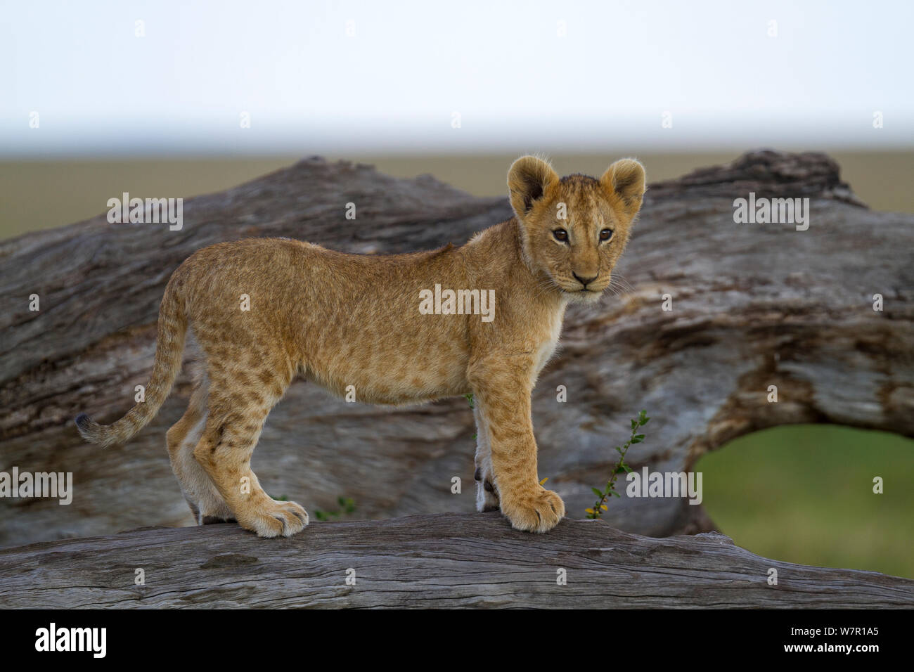 Löwe (Panthera leo) Cubs stehen auf Felsen, Masai-Mara Game Reserve, Kenia. Gefährdete Arten. Stockfoto