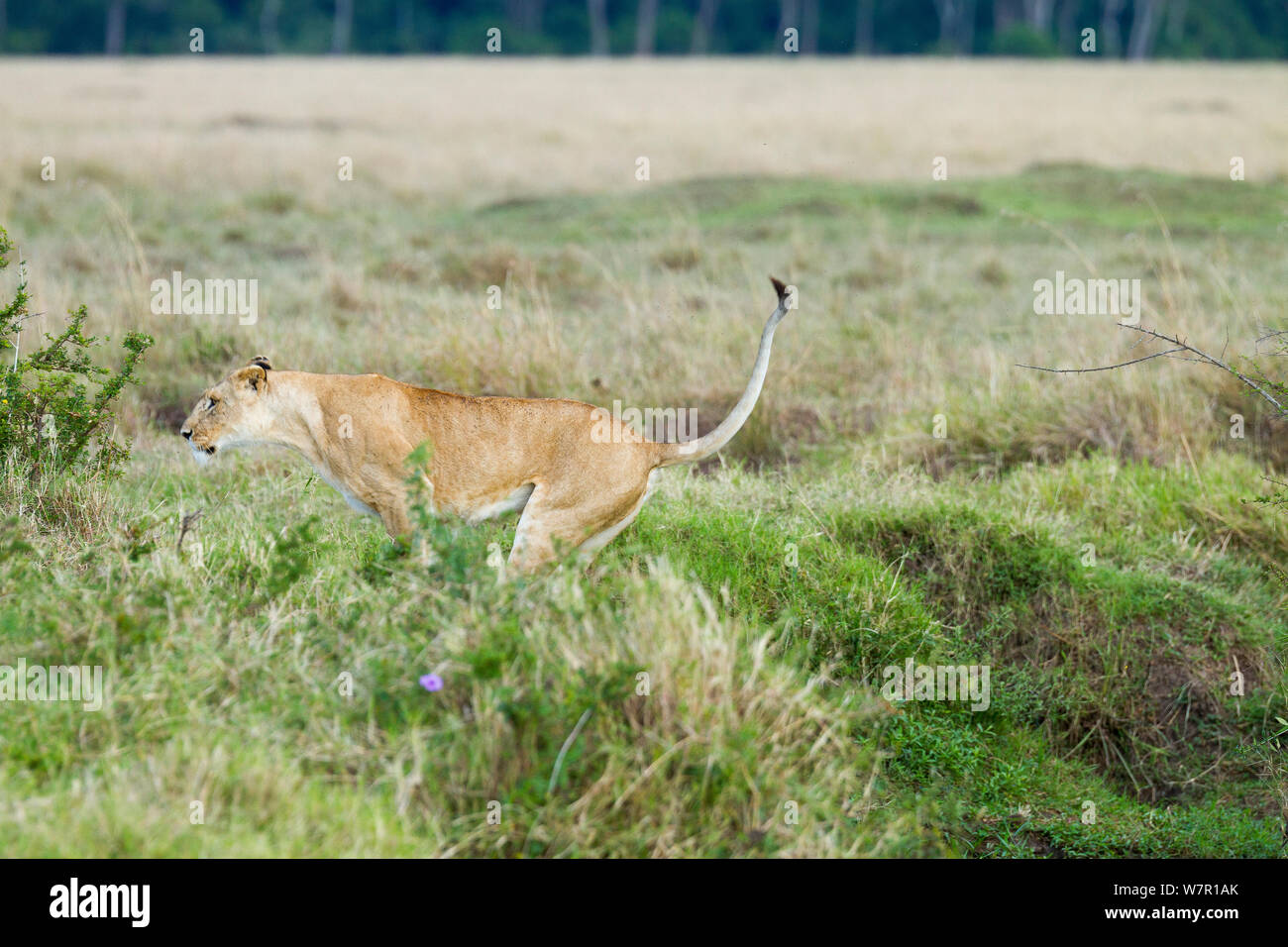 Löwin (Panthera leo) springen, Masai-Mara Game Reserve, Kenia. Sequenz A. 5 von 5 Stockfoto