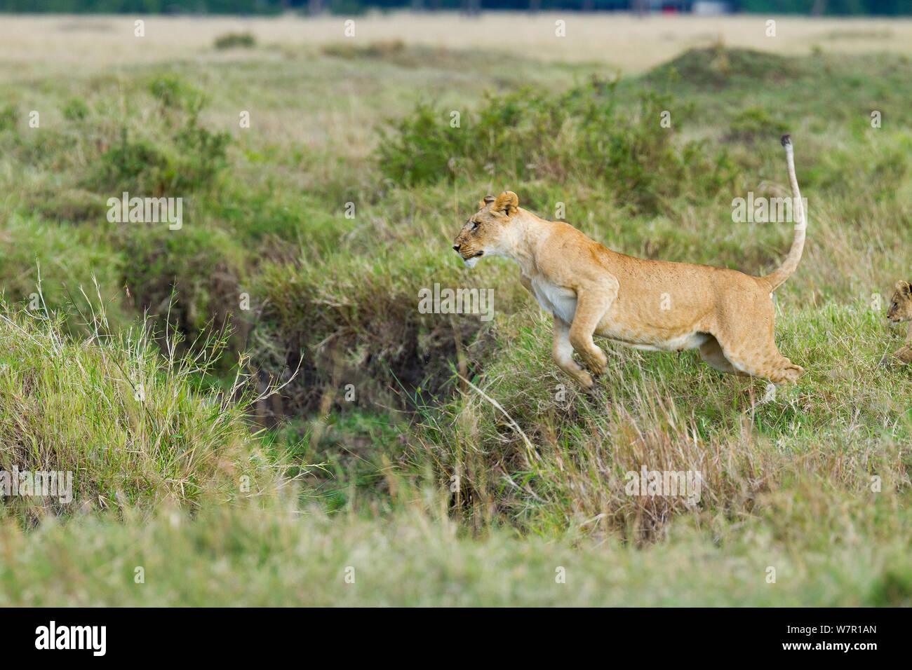 Löwin (Panthera leo) springen, Masai-Mara Game Reserve, Kenia. Sequenz B. 1 von 6 Stockfoto