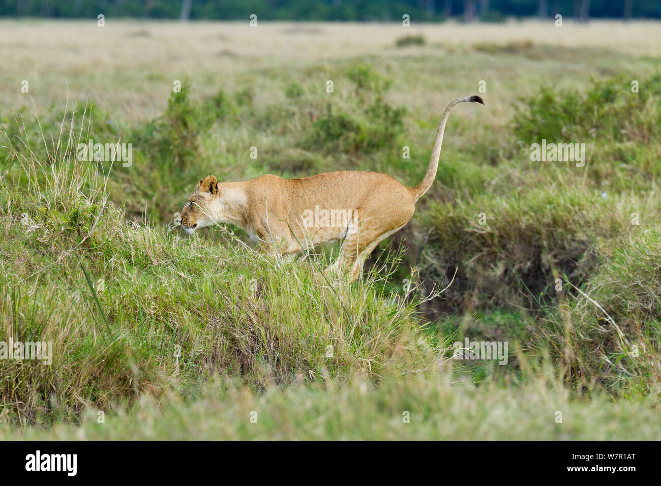 Löwin (Panthera leo) springen, Masai-Mara Game Reserve, Kenia. Sequenz B NUMMER 5 6. Stockfoto
