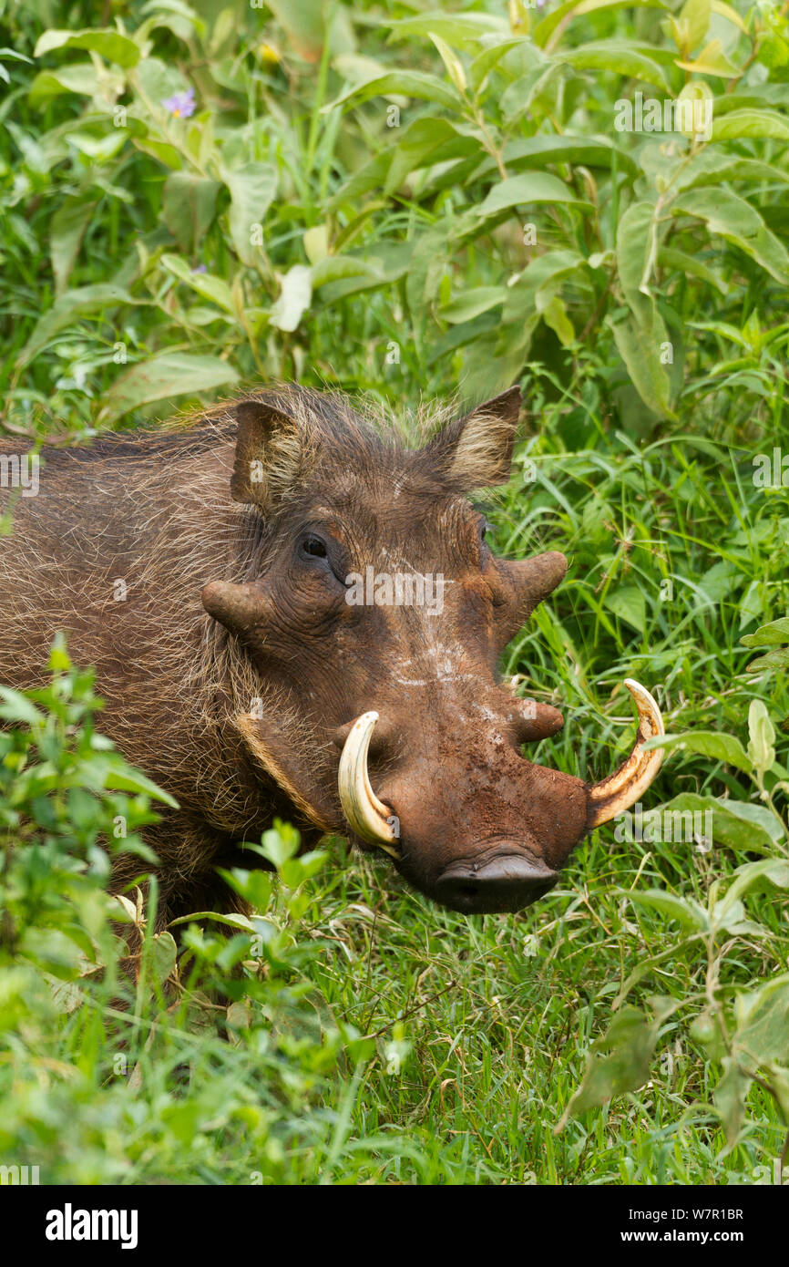Warzenschwein (Phaecochoerus aethiopicus), Stecker, Porträt, Aberdares Nationalpark, Kenia Stockfoto