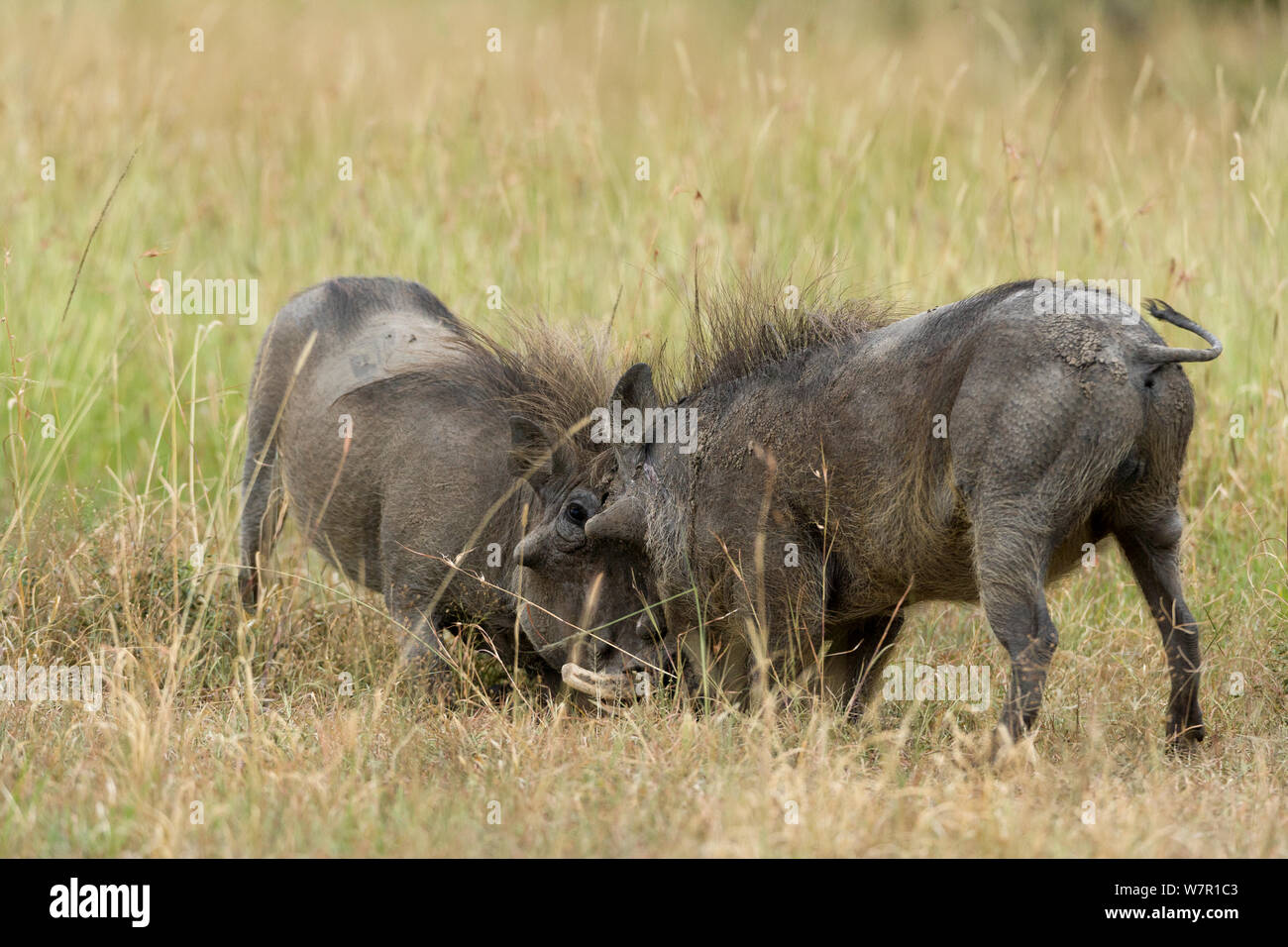 Warzenschwein (Phaecochoerus aethiopicus) Männer kämpften, Masai-Mara Game Reserve, Kenia Stockfoto