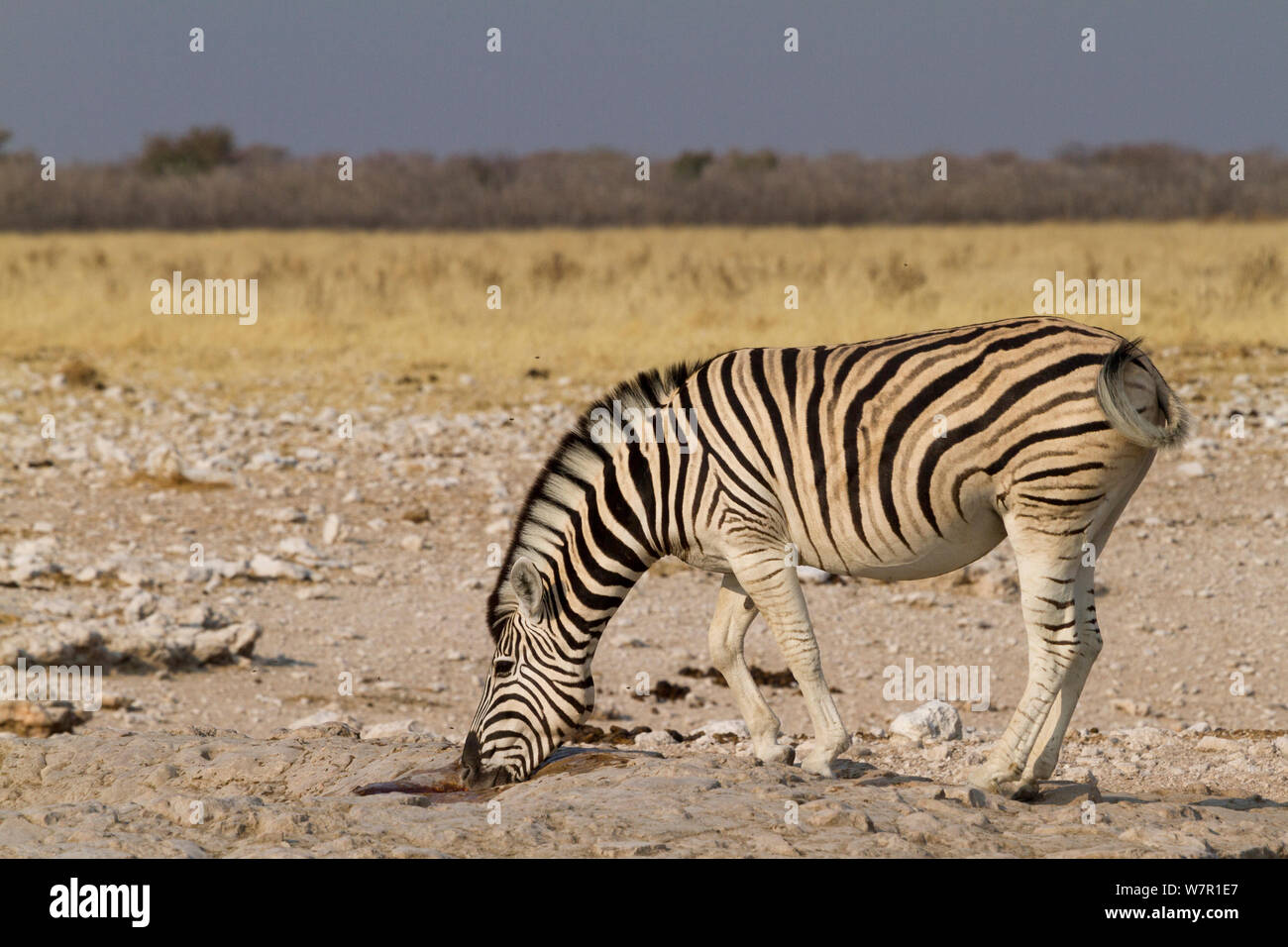 Burchell's Zebra (Equus burchellii) Alkoholkonsum von kleinen Pfütze, Etosha National Park, Namibia Stockfoto