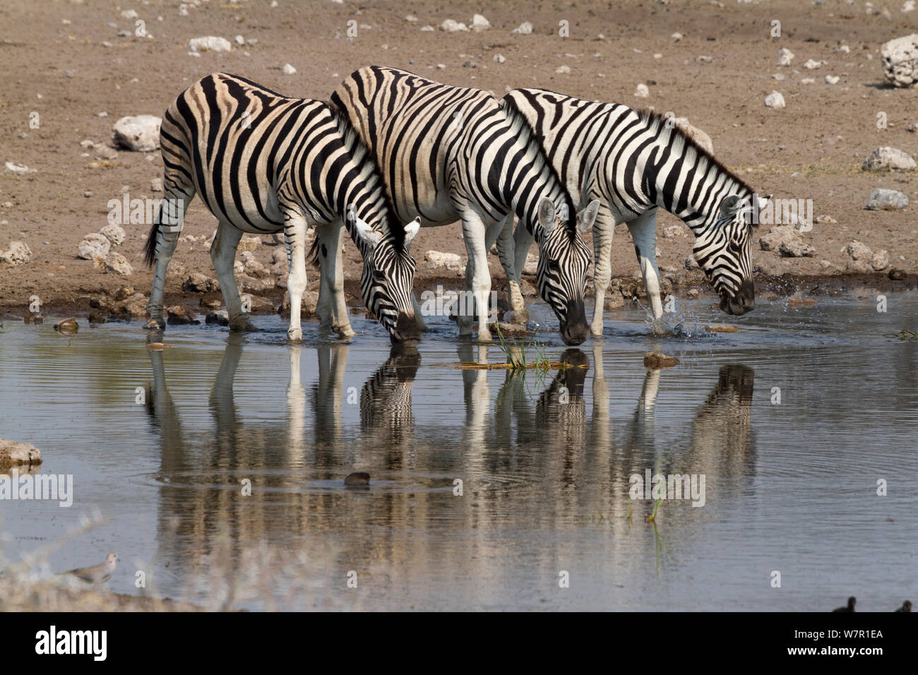 Burchell's Zebra (Equus burchellii) an einem Wasserloch, Etosha National Park, Namibia Stockfoto