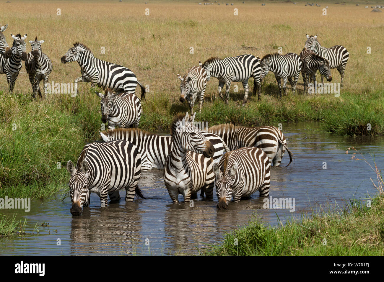 Grant's Zebras (Equus burchelli boehmi) trinken, Masai Mara, Kenia Stockfoto