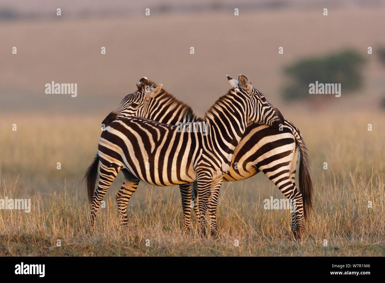 Grant's Zebras (Equus burchelli boehmi) pflegen, Masai-Mara Game Reserve, Kenia Stockfoto