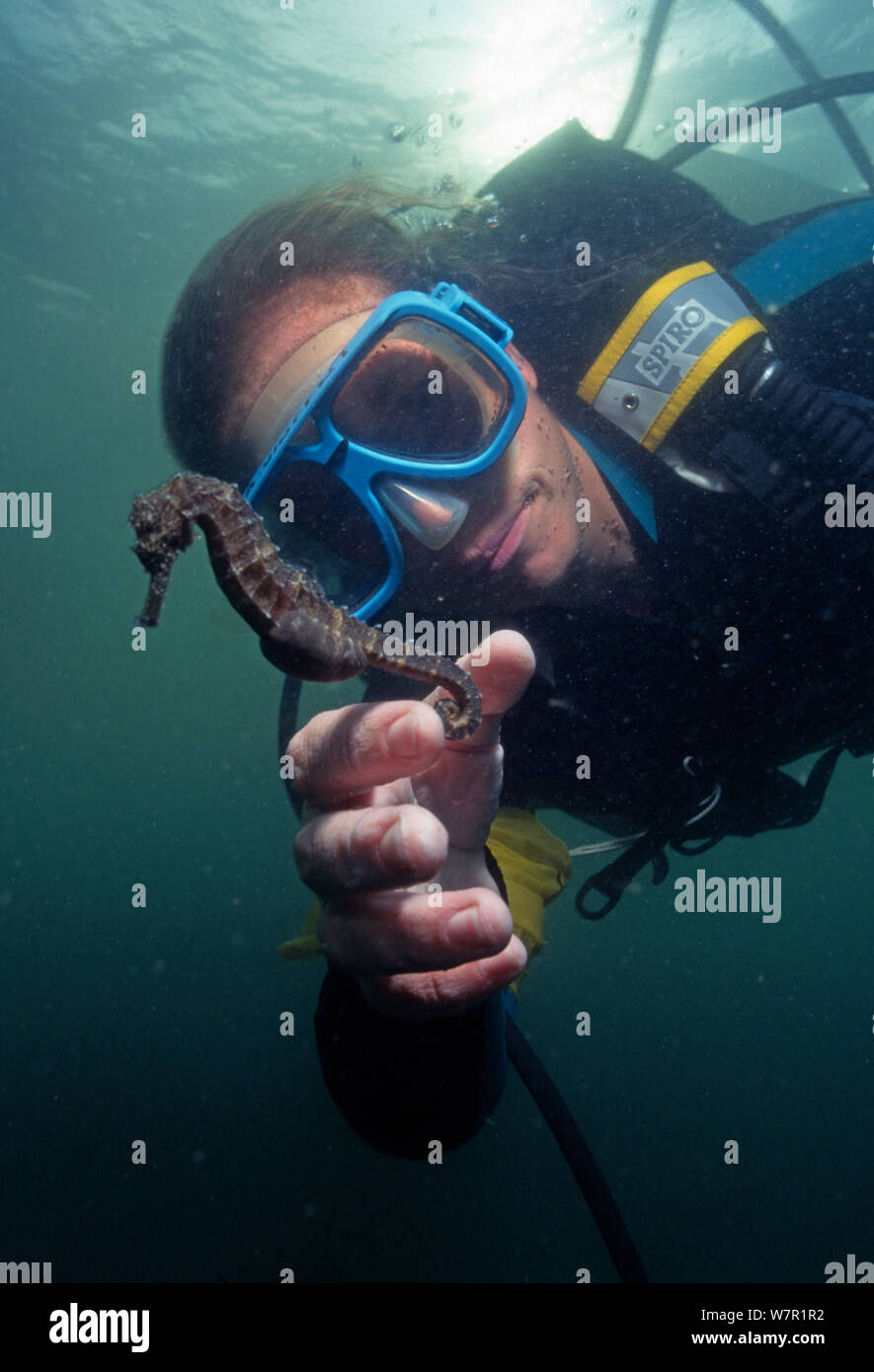 Taucher mit Seepferdchen (Hippocampus sp) region Bohol, Philippinen Stockfoto