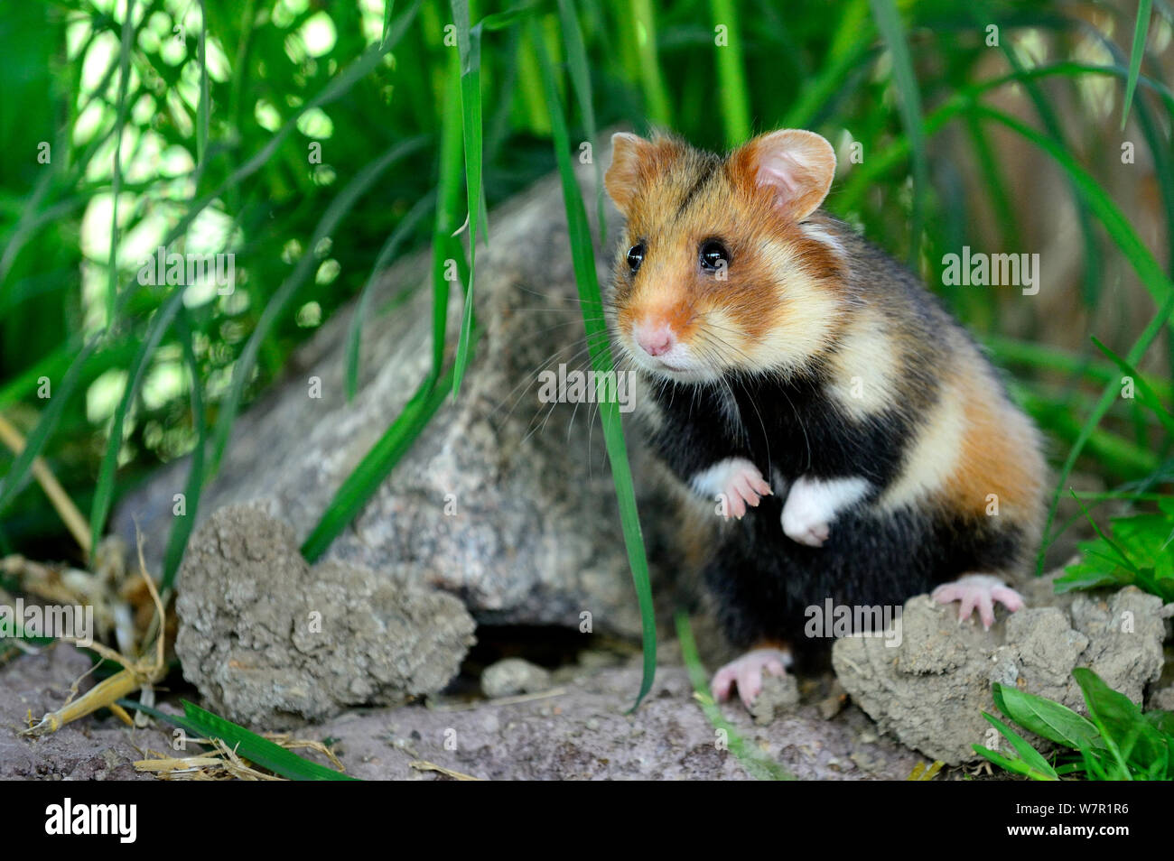 Porträt einer gemeinsamen Hamster (Cricetus cricetus), Elsass, Frankreich, Captive Stockfoto