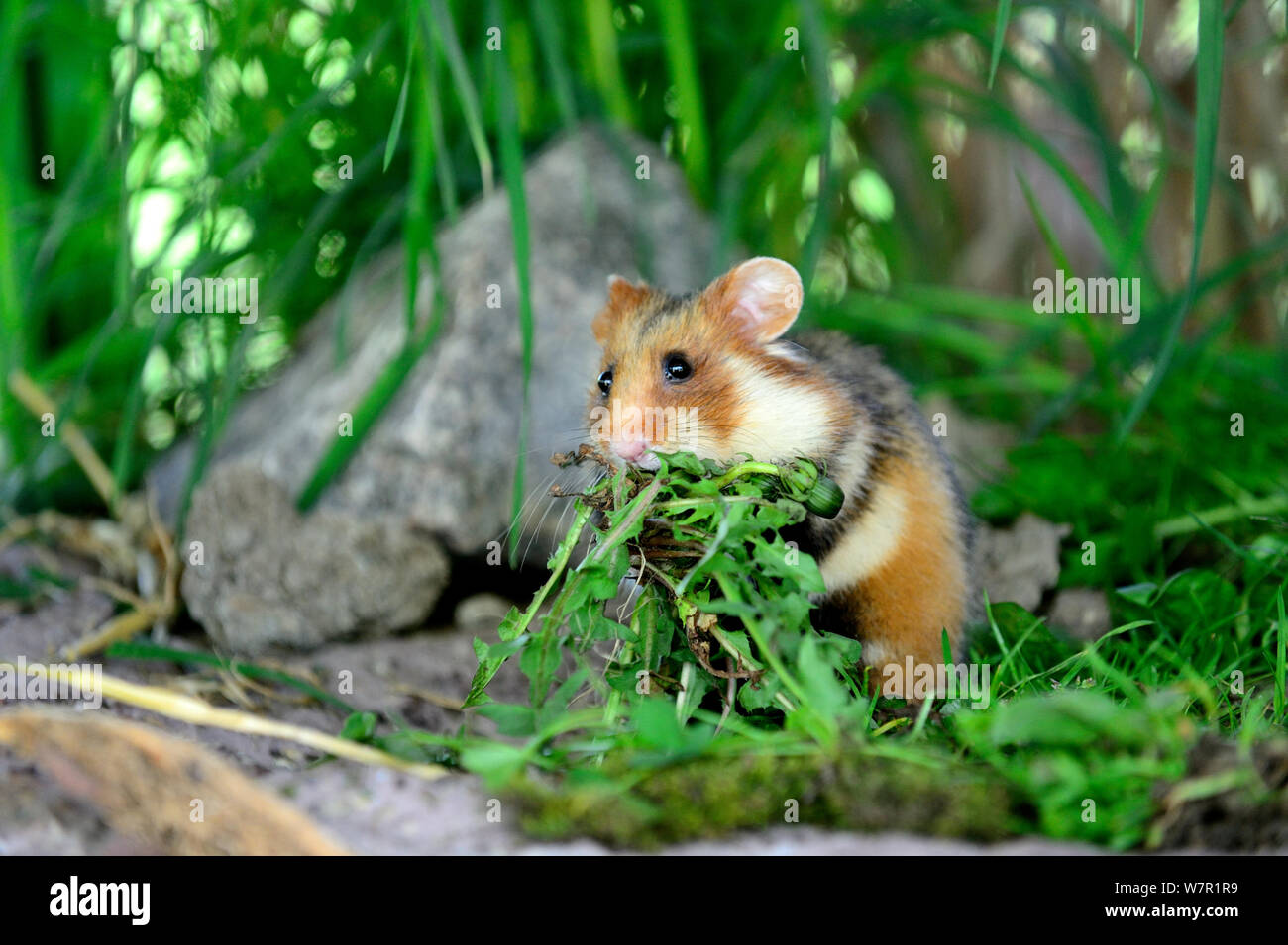 Gemeinsame Hamster (Cricetus cricetus), Elsass, Frankreich, Captive Stockfoto