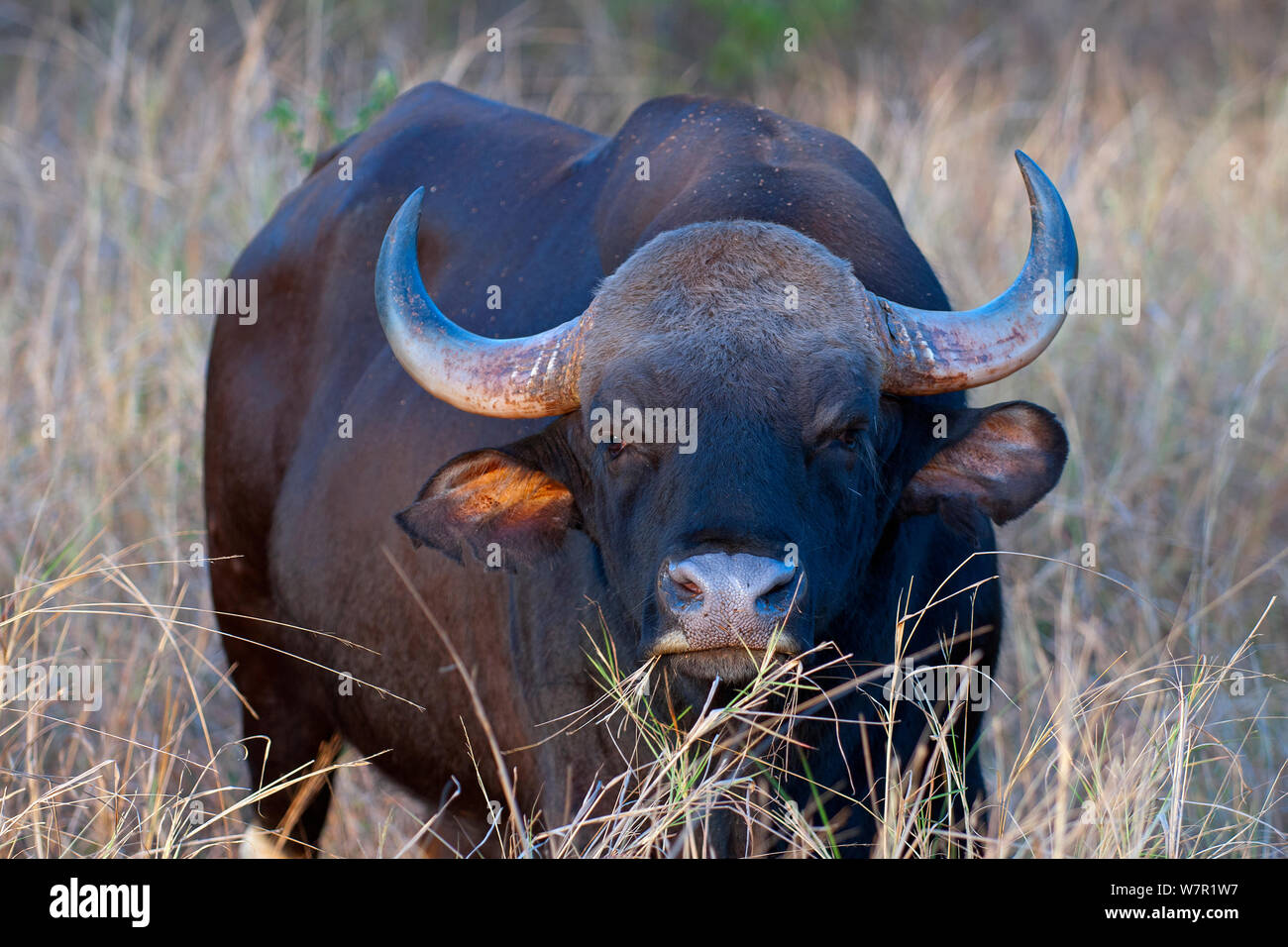 Gaur (Bos gaurus), alter Mann, Kanha Nationalpark, Madhya Pradesh, Indien. Gefährdete Arten. Stockfoto
