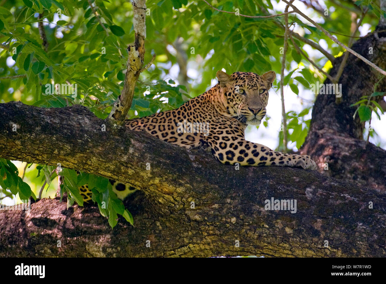 Indische Leopard (Panthera pardus fusca), Unterarten aus Asien, männliche ruht auf Baum, Nagarhole Nationalpark, Indien Stockfoto