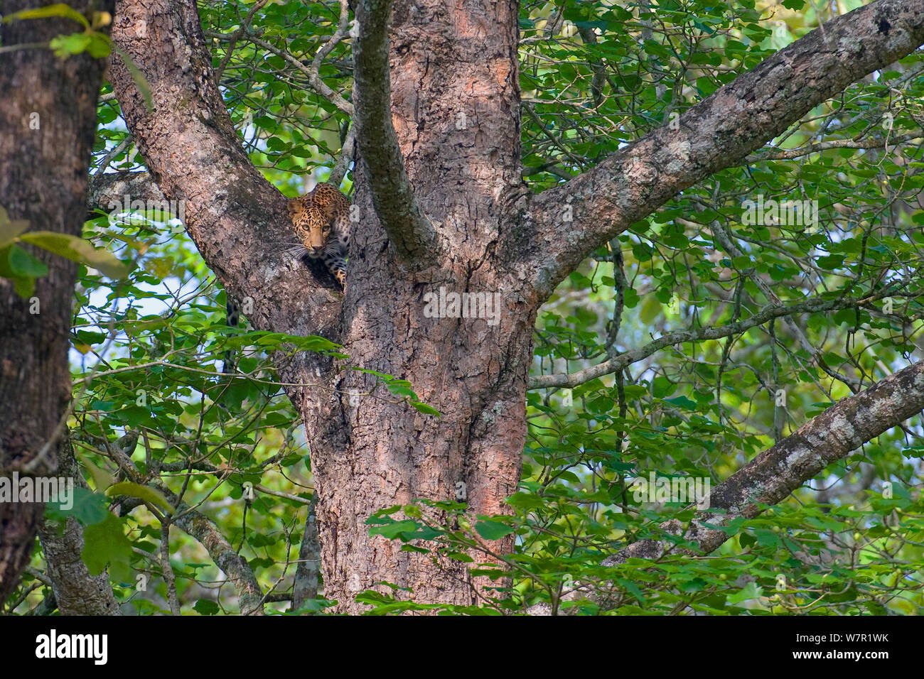 Indische Leopard (Panthera pardus fusca), Unterarten aus Asien, Beobachten von Baum, Nagarhole Nationalpark, Indien Stockfoto