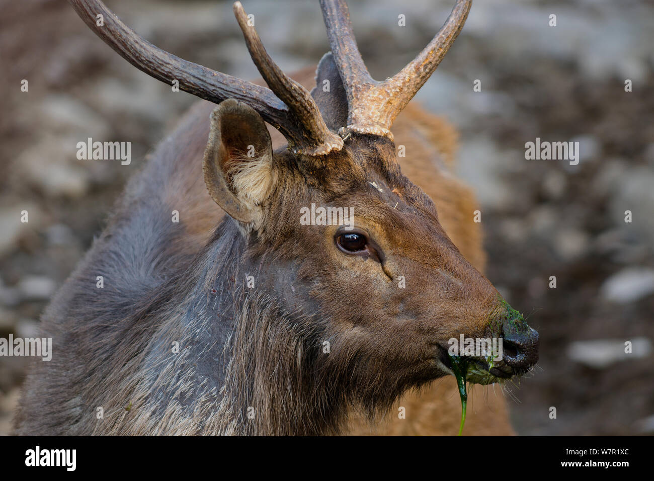 Hirsch Indischen Subkontinent Stockfotos Und Bilder Kaufen Alamy