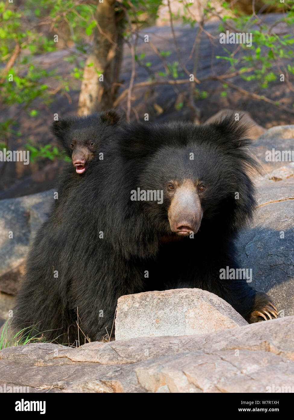 Faultiere (Melursus ursinus) Mutter mit Jungtier auf dem Rücken, Indien Stockfoto