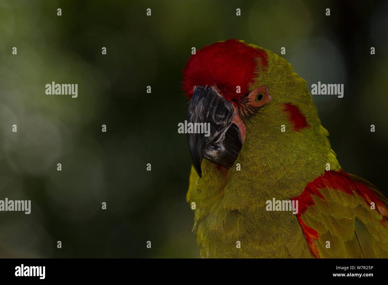 Red fronted Macaw (Ara rubrogenys), Captive, endemisch in einem kleinen, gebirgigen, trockenen Gegend in Brasilien, hochgradig gefährdeten in der Wildnis Stockfoto