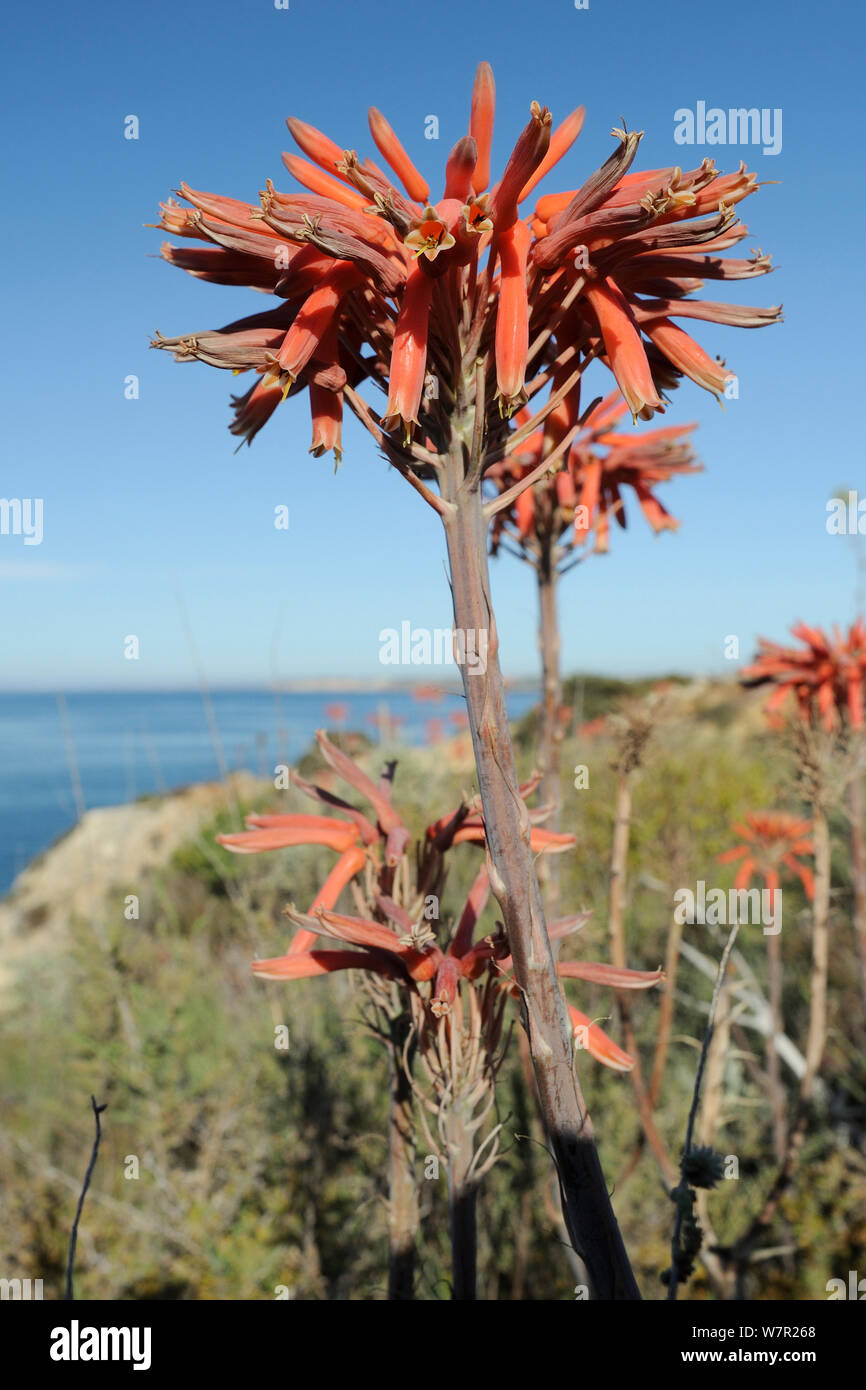 Seife Aloe (Aloe maculata/Saponaria) Blühende auf einer Klippe mit dem Meer im Hintergrund. Algarve, Portugal, Juni. Stockfoto