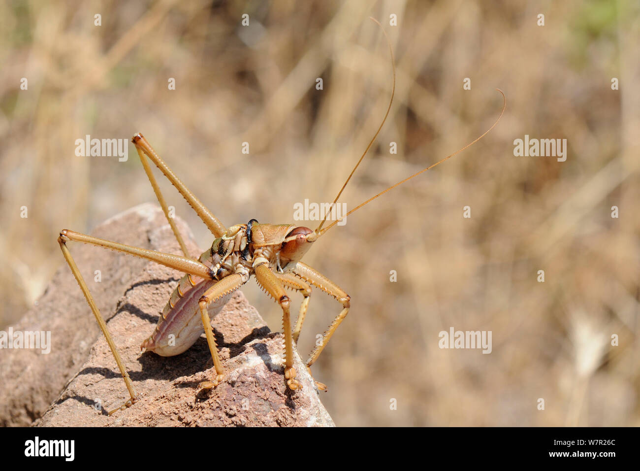 Balkan Sägen Cricket (Saga natoliae), die größte räuberische Insekten in Europa. Samos Griechenland, Juli. Stockfoto