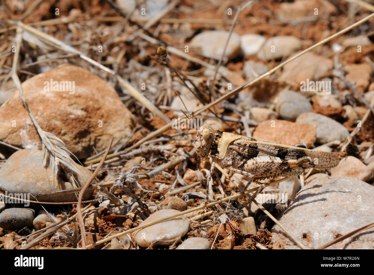 Band - winged Grasshopper (Oedipoda aurea), gut getrocknete Gräser und Steine getarnt. Samos, Griechenland, Juli. Stockfoto
