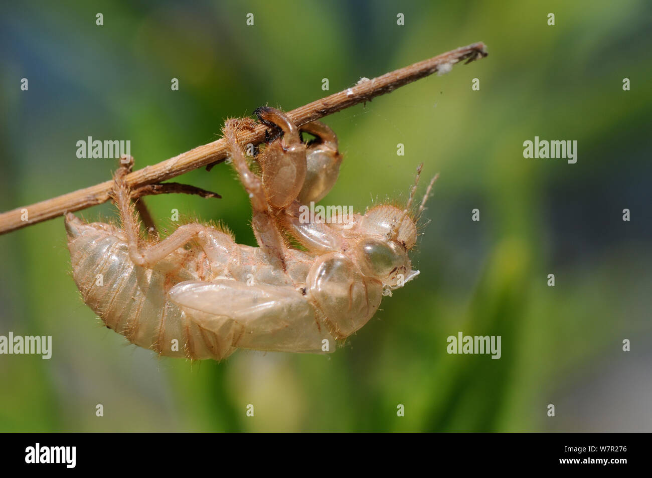 Zikade (Cicada orni) mordoganensis/nymphal exuvium. Potami Beach, Samos, Griechenland, Juli. Stockfoto