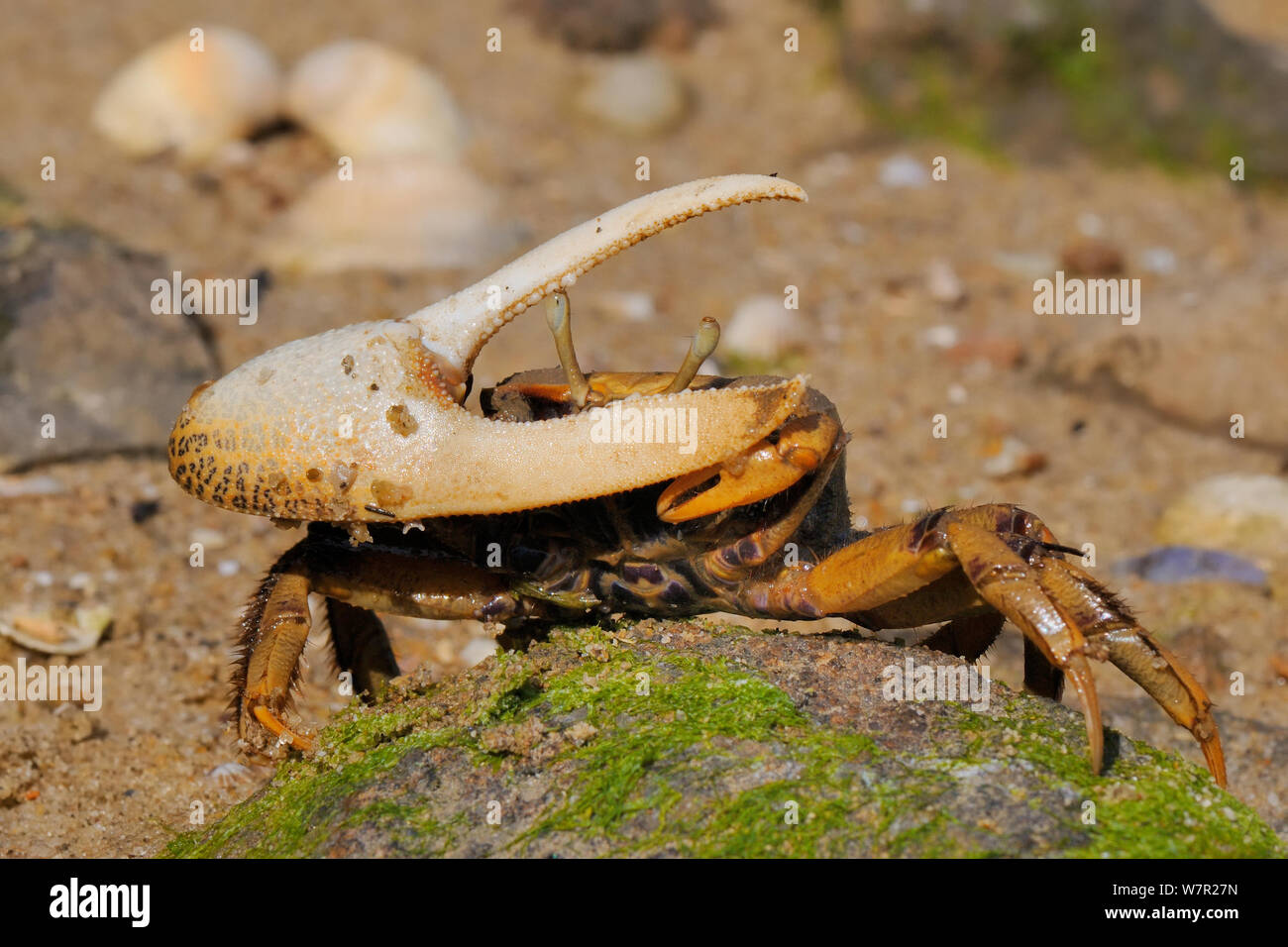 Männliche europäischen Fiddler Crab" (Uca tangeri) winkte seinen großen rechten Klaue. Tavira, Algarve, Portugal, Juni. Stockfoto