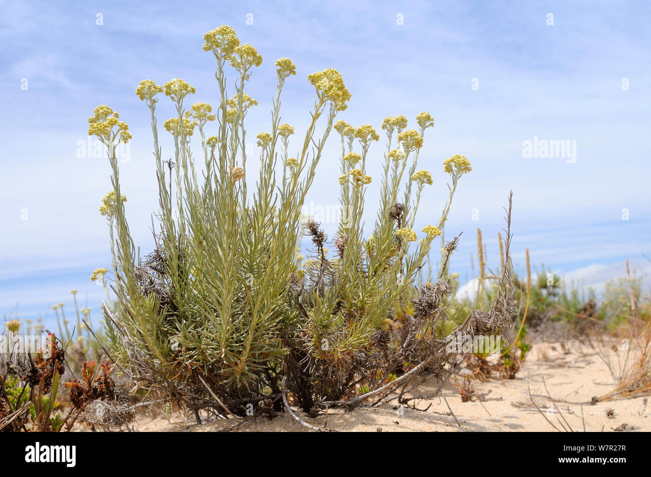 Curry/Ewige Pflanze (Helichrysum italicum) Klumpen in der Knospe unter Sanddünen auf der Insel Culatra. Parque Natural da Ria Formosa, Olhao, Algarve, Portugal, Juni. Stockfoto