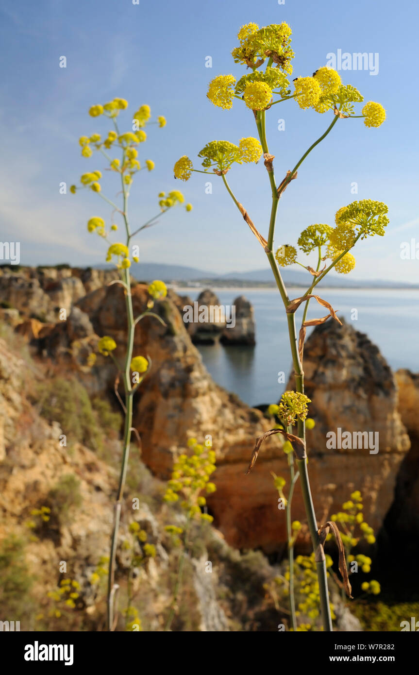 Riesige Fenchel (Ferrula Comunis) Blühende auf einer Klippe mit Sandstein seastacks. Ponta da Piedade, Lagos, Algarve, Portugal, Juni. Stockfoto