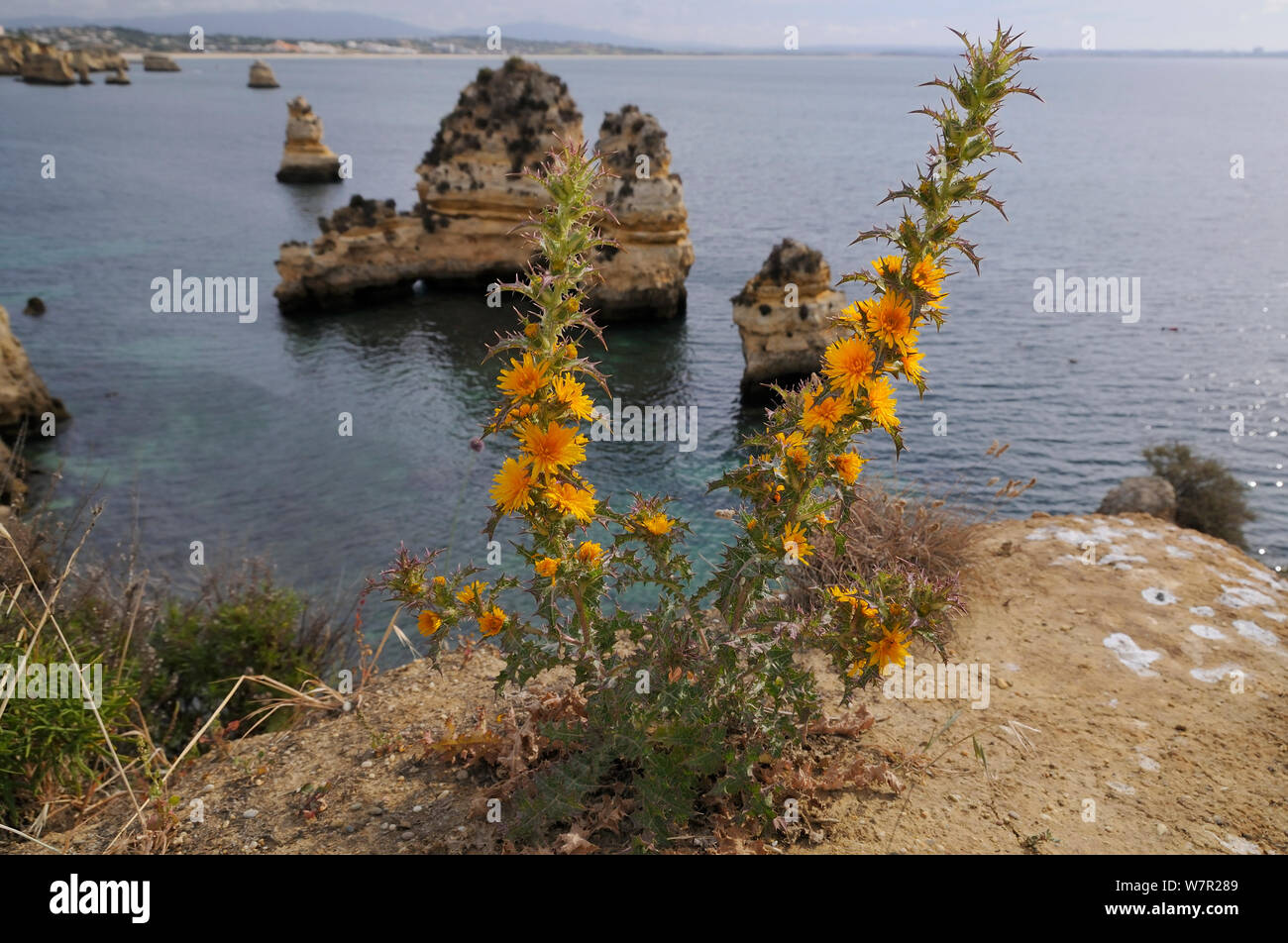 Goldene Distel/Spanisch Oyster Thistle (Scolymus hispanica/hispanicus) Klumpen blühen auf Klippe. Ponta da Piedade, Lagos, Algarve, Portugal, Juni. Stockfoto