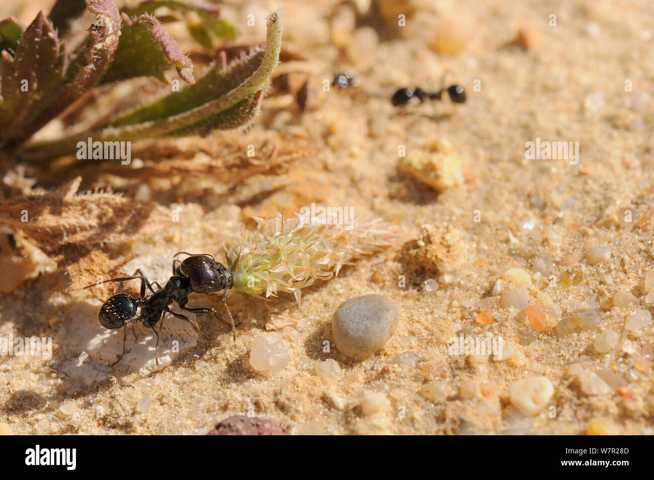 Große Arbeiter der Europäischen Harvester Ant (Messor sp.) Ziehen eine kleine Wegerich flowerhead in Richtung zu seinem Nest. Algarve, Portugal, Juni. Stockfoto