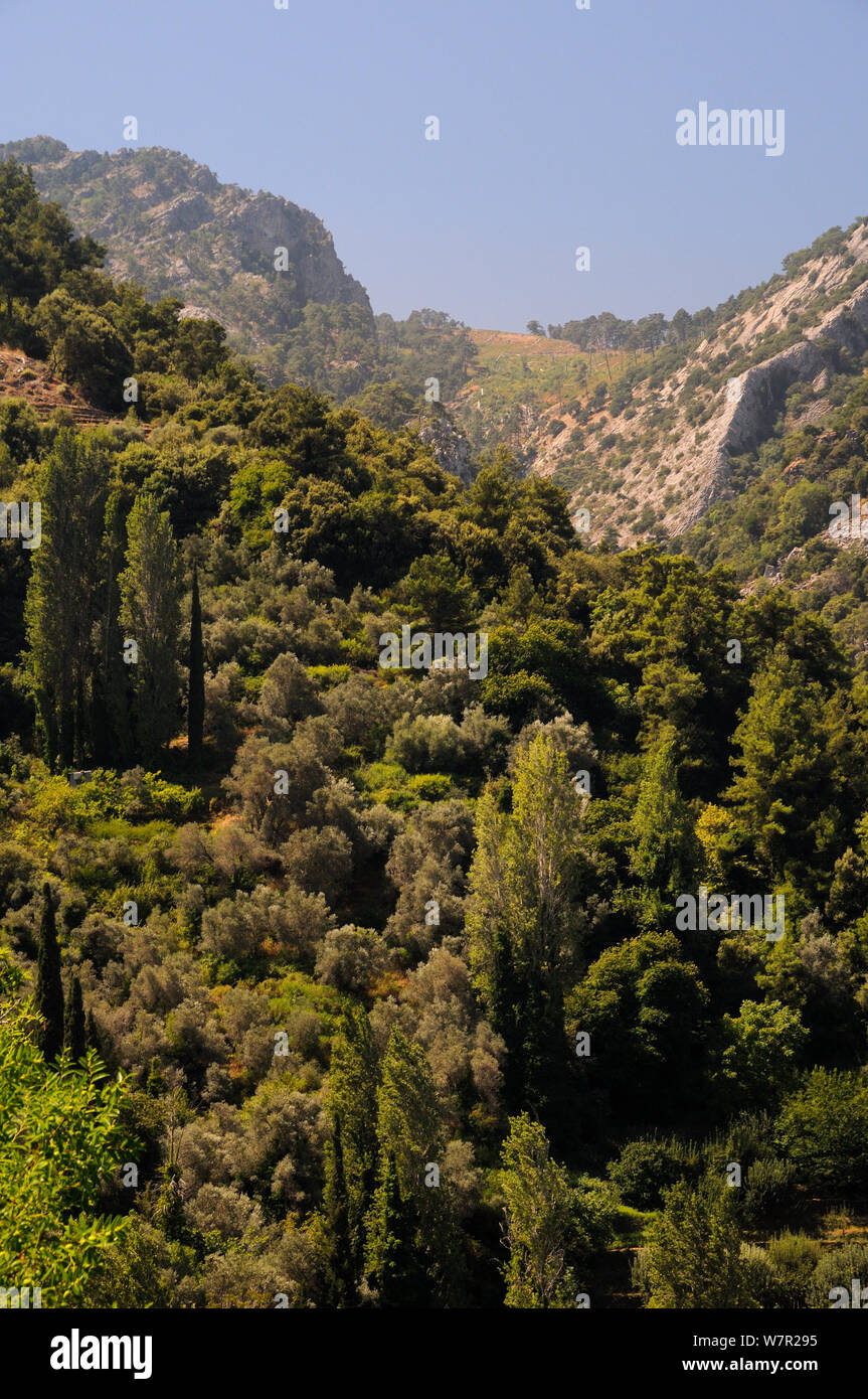 Berghänge über Manolates Dorf mit einer Mischung aus Olivenöl (Olea europaea) und Zypressen, Samos, Griechenland, Juli. Stockfoto