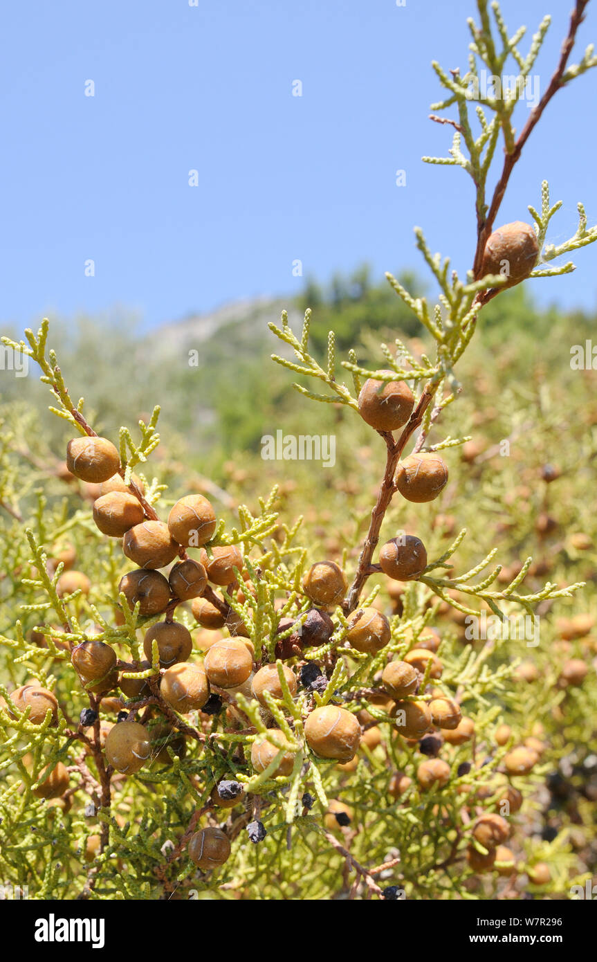 Phönizische Wacholder (Juniperus phoenicea) mit Entwicklungsländern Kegel. Insel Samos, Östliche Sporaden, Griechenland, Juli. Stockfoto