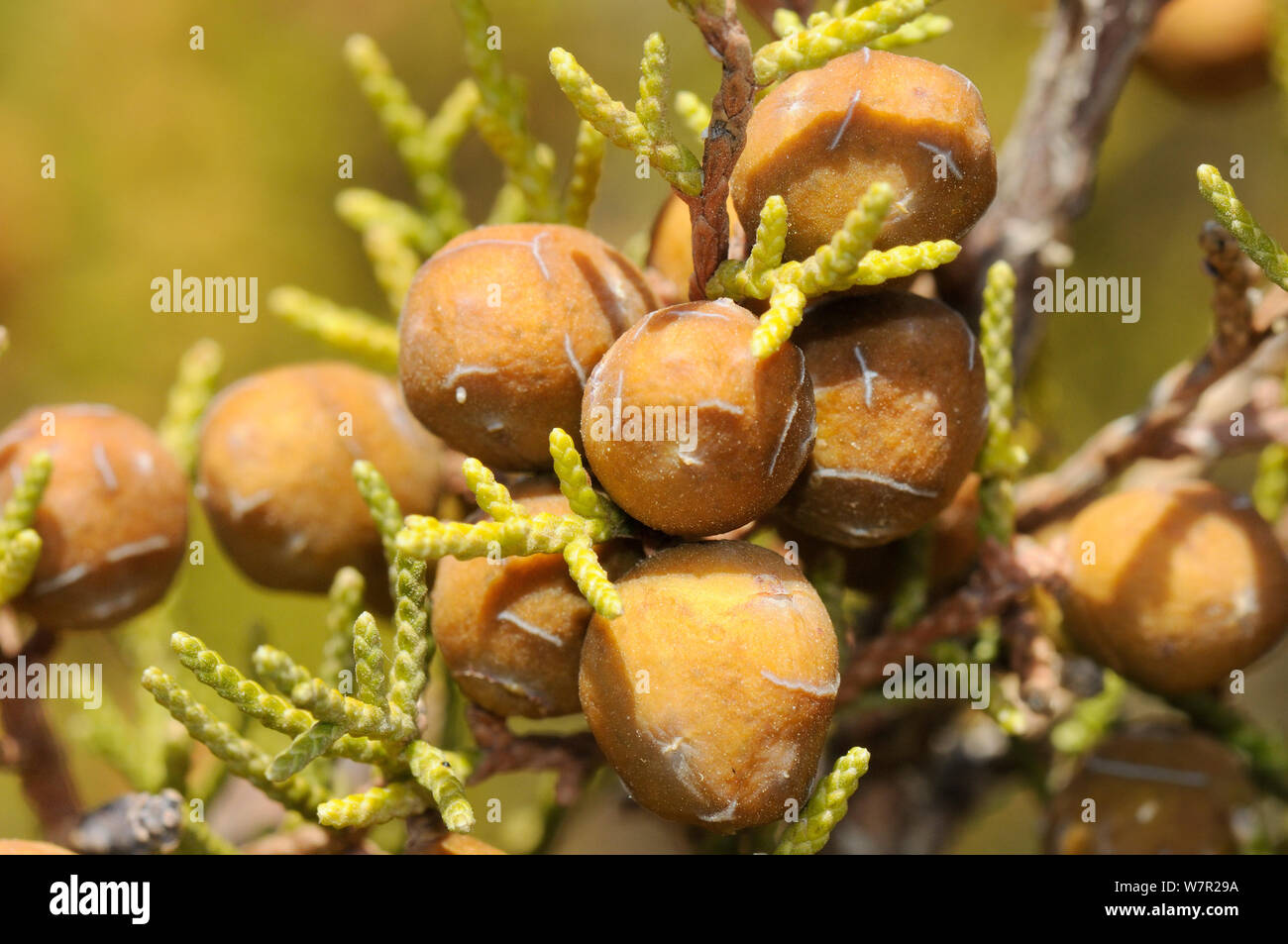 Die Entwicklung des Phönizischen Wacholder (Juniperus phoenicea). Insel Samos, Östliche Sporaden, Griechenland, Juli. Stockfoto