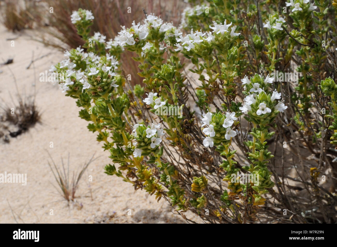 Portugiesische Thymian (Thymus Carnosus) eine Art endemisch im südlichen Portugal, Blüte in der Sanddünen. Insel Culatra, Parque Natural da Ria Formosa, Olhao, Algarve, Portugal, Juni. Stockfoto