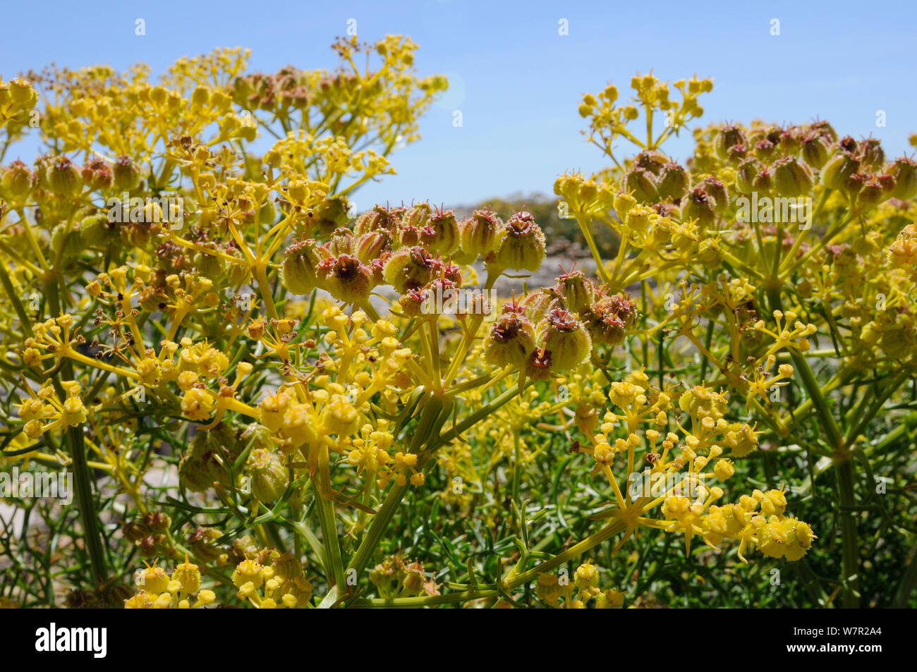 Glatte Cachrys/Sand (Cachrys Cachrys libanotis) Blumen und seedheads. Ponta de Sagres, Algarve, Portugal, Juni. Stockfoto