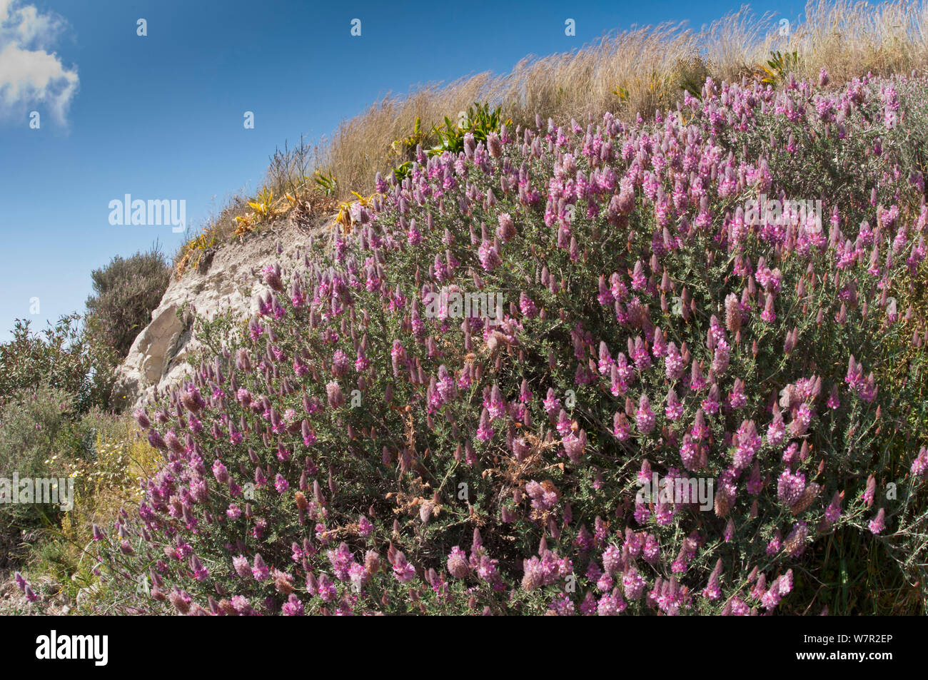 Kretische ebony (Ebenus cretica) in Blüte, Festos, Kreta, April Stockfoto