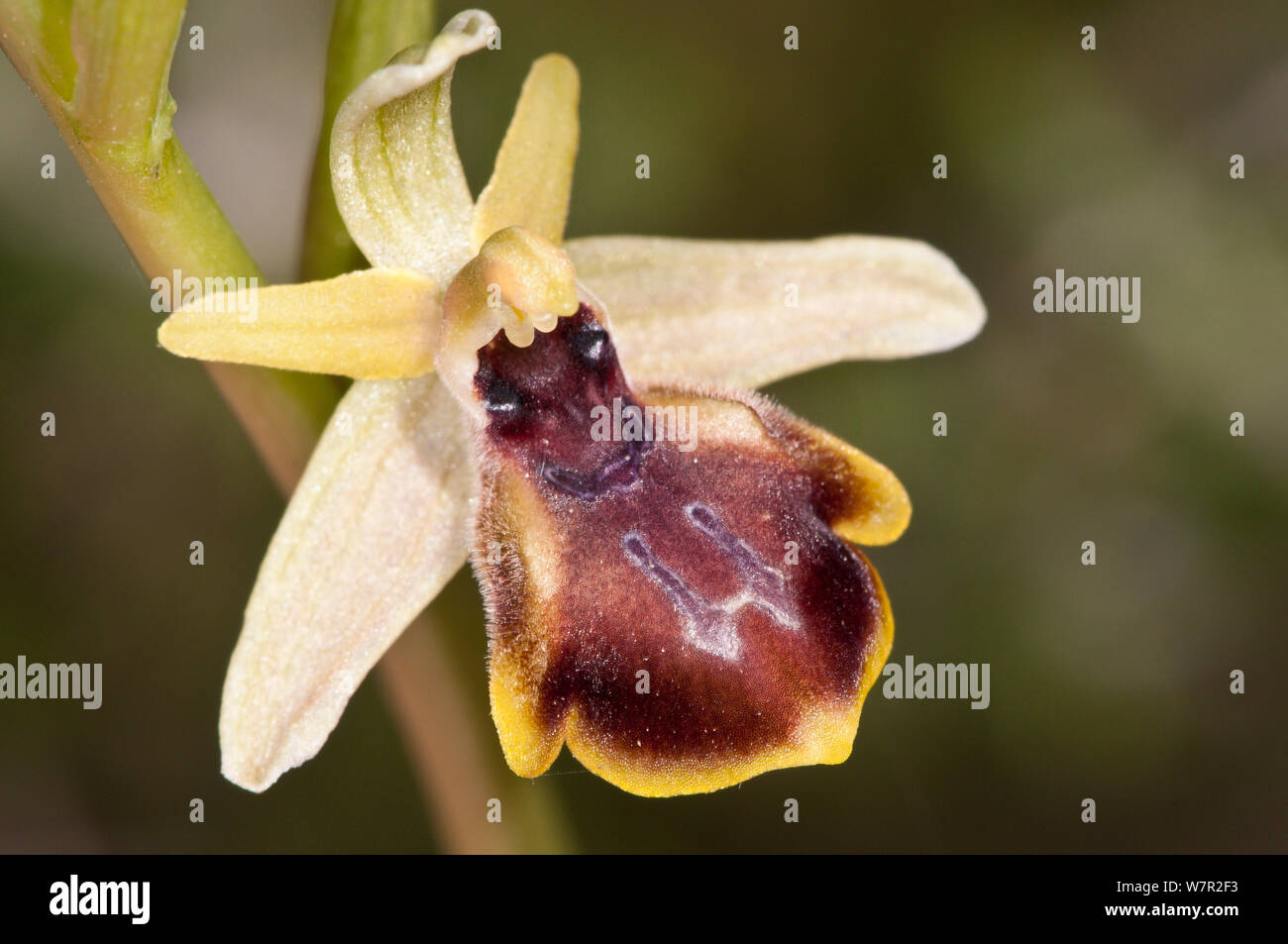 Frühe Spider Orchid (Ophrys sphegodes ssp cretensis) Blüte, Festos, Kreta, April Stockfoto