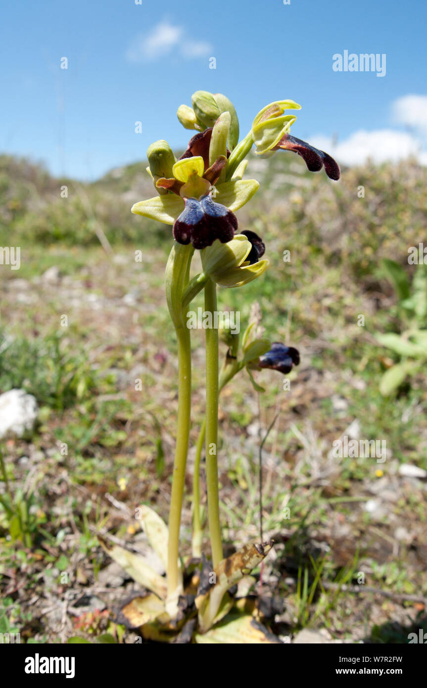 Iris (Ophrys Ophrys iricolor) in Blume, eine weit verbreitete Orchidee des östlichen Mittelmeers. Gious Kambos, in der Nähe von Spili, Kreta, April Stockfoto