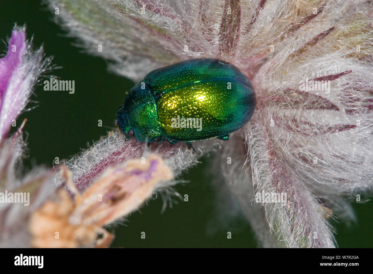 Blatt Käfer (Cryptocephalus hypochaerides) Sehr metallische Käfer häufig auf Blüten. Garagano, Apulien, Italien, Mai Stockfoto