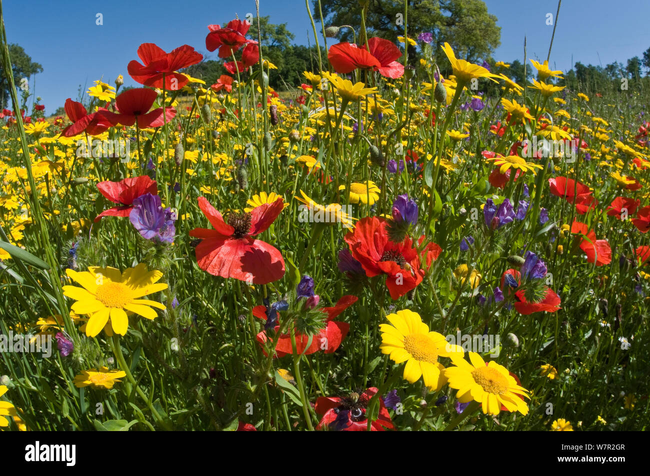 Mohn (Papaver rhoeas) mit Mais Ringelblumen (Chysanthemum coronarium) in der Nähe des militärischen Friedhof, Bolsena, Italien wachsen. Mai. Mit fisheye Objektiv aufgenommen Stockfoto