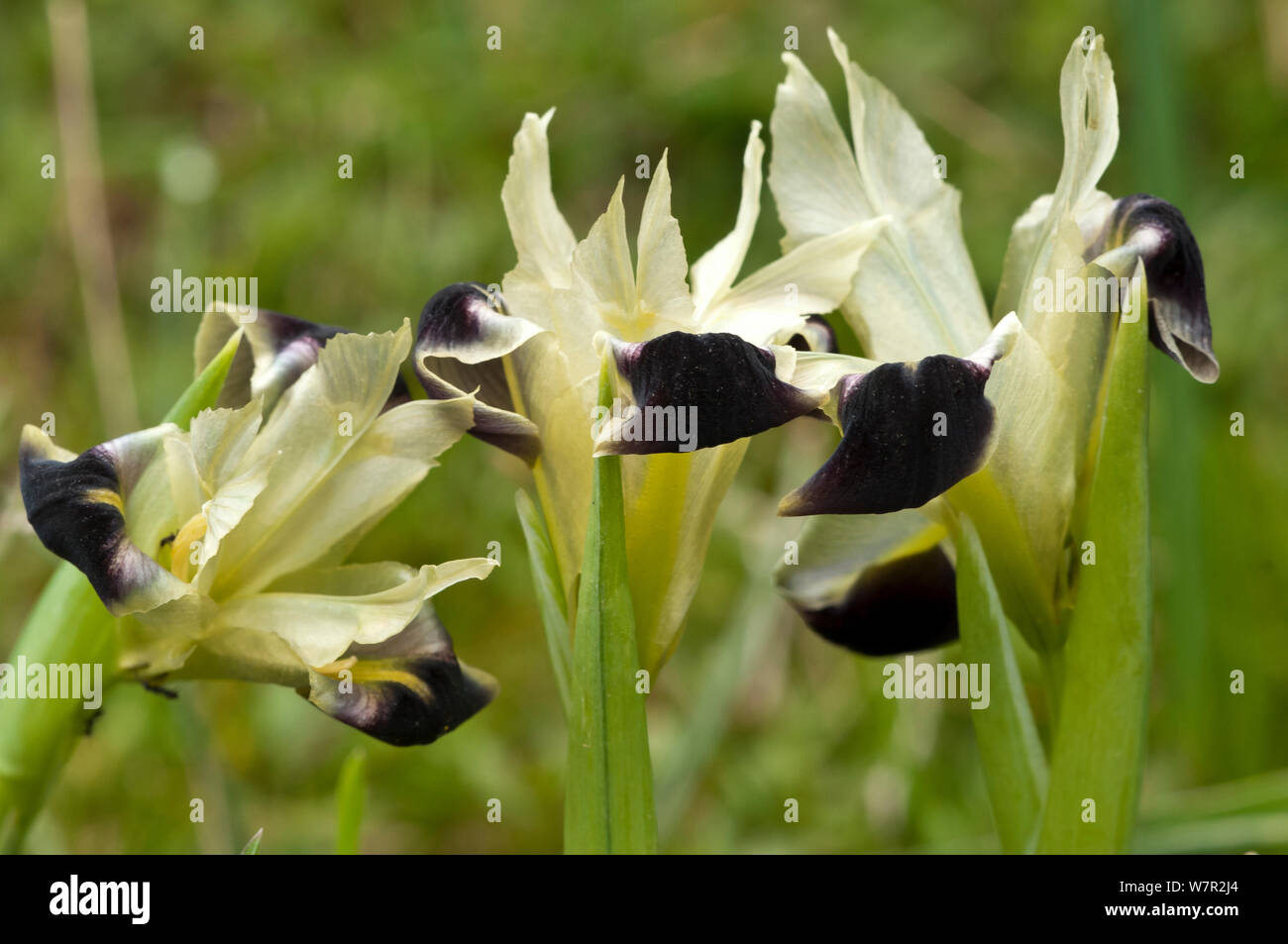 Witwe Iris (Hermodacytlus tuberosus) in Blume, gious Kambos, Spili, Kreta, April Stockfoto