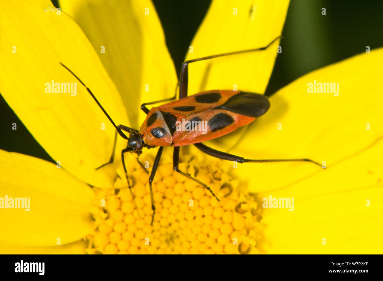Mirid Bug (Calocoris nemoralis f. HISPANICA) auf Blume, Orvieto, Umbrien, Italien, Mai Stockfoto