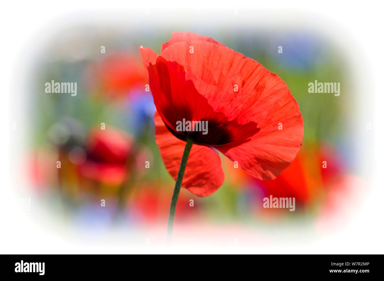 Mohn (Papaver rhoeas) in Blüte, mit vignette Wirkung, die auf brachliegenden Feldern in der Nähe von Orvieto, Umbrien, Italien, Juni. Stockfoto