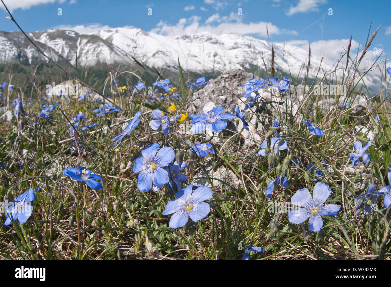 Mehrjährig Flachs (Linum narbonsense) in Blüte, Gran Sasso, Apenninen, Abruzzen, Italien, Mai Stockfoto