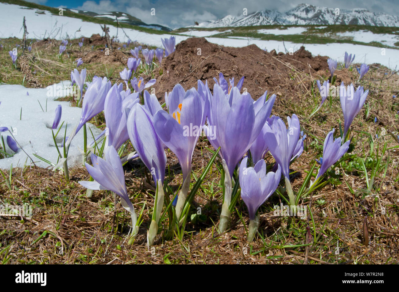 Frühling Krokusse (Crocus vernus) in Blüte, Campo Imperatore, Gran Sasso, Apenninen, Abruzzen, Italien, Juni. Stockfoto