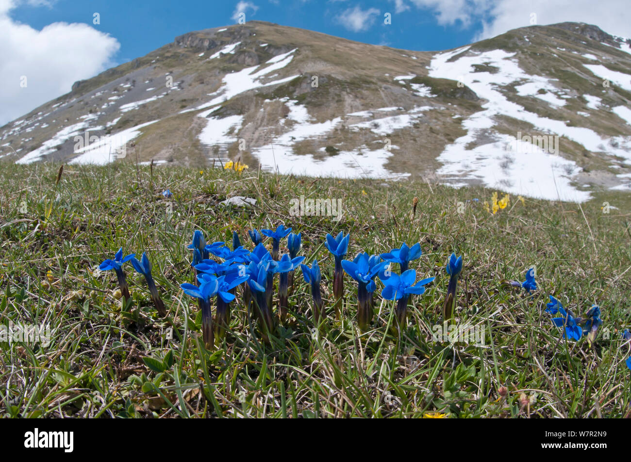 Feder Enzian (Gentiana verna) in Blume mit Schnee auf den Bergen im Hintergrund, Gran Sasso, Apenninen, Abruzzen, Italien, Juni Stockfoto