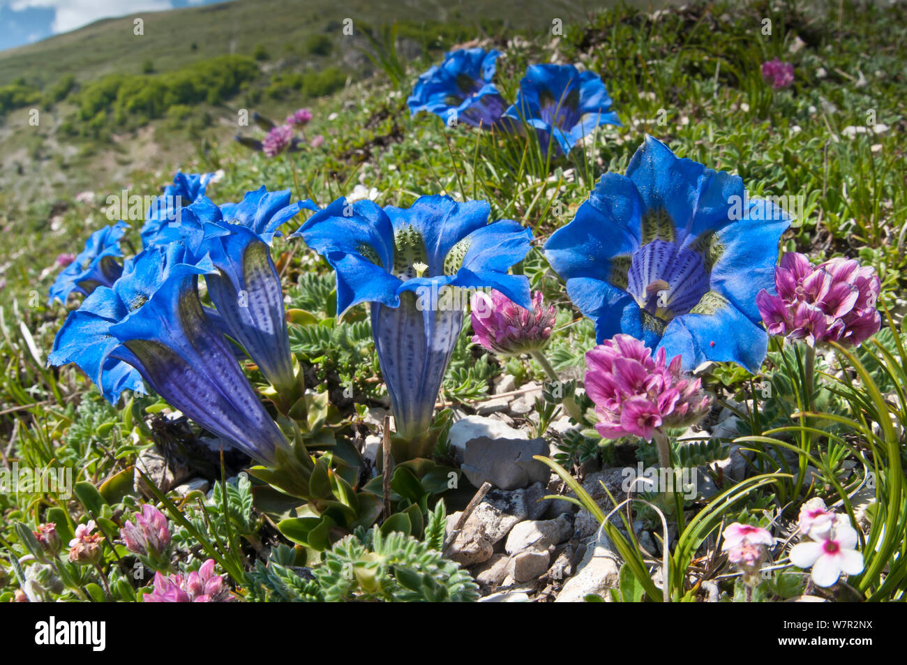 Appennine Trompete Enzian (Gentiana dinarica) in Blüte, Monte Vettore, Sibillini, Apenninen, Le Marche, Italien, Mai Stockfoto