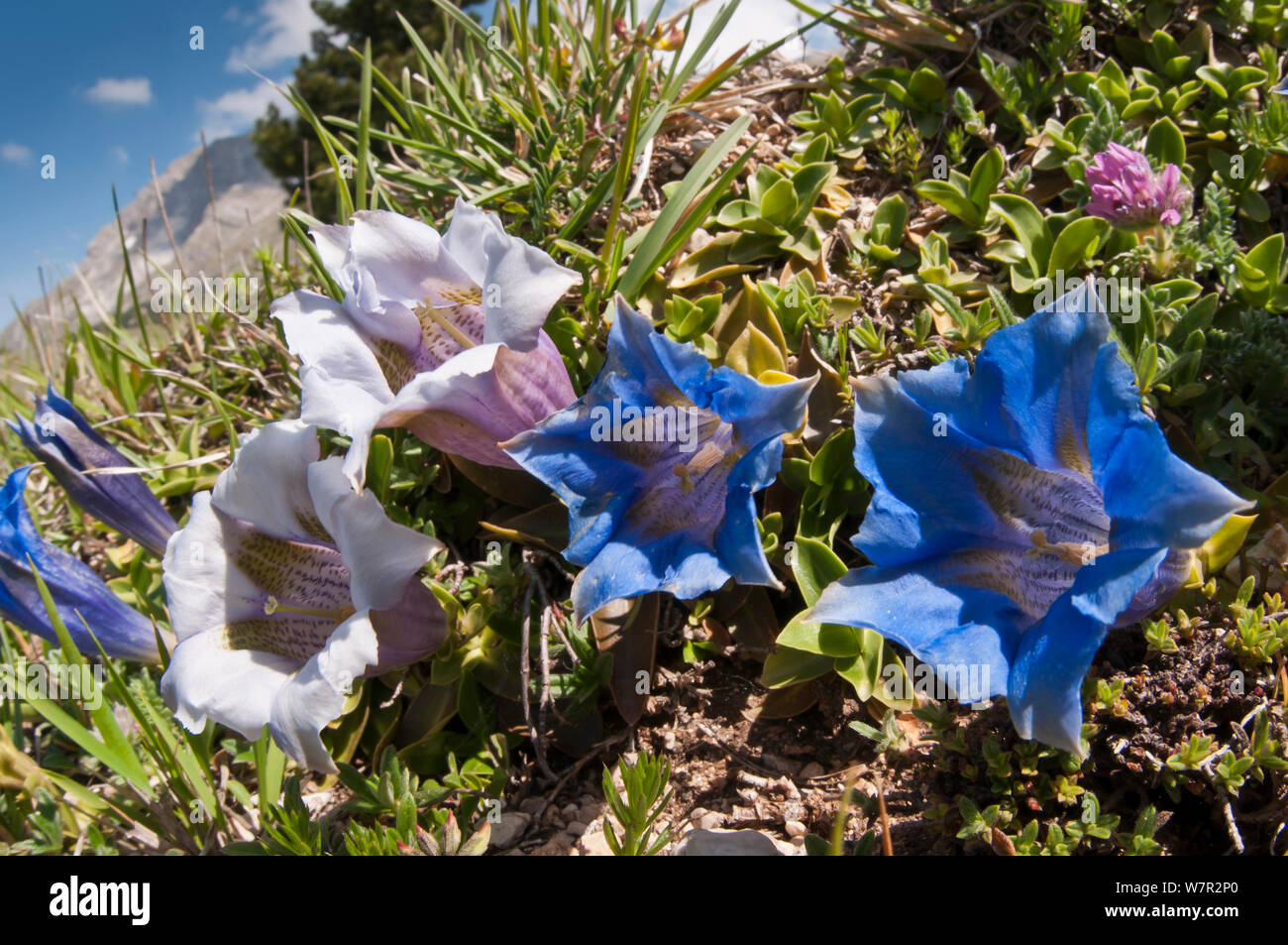 Appennine Trompete Enzian (Gentiana dinarica) in Blüte, Monte Vettore, Sibillini, Apenninen, Le Marche, Italien, Juni Stockfoto